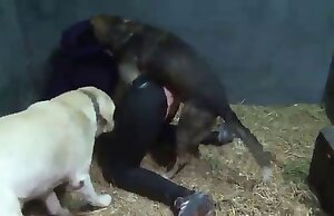 Cô gái quan hệ tình dục với bộ đôi chó trong video nóng